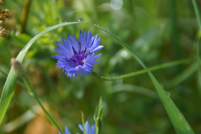 Kornblume - Foto: L. Schlegel