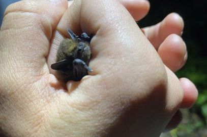 Fledermaus wird in der Hand gehalten